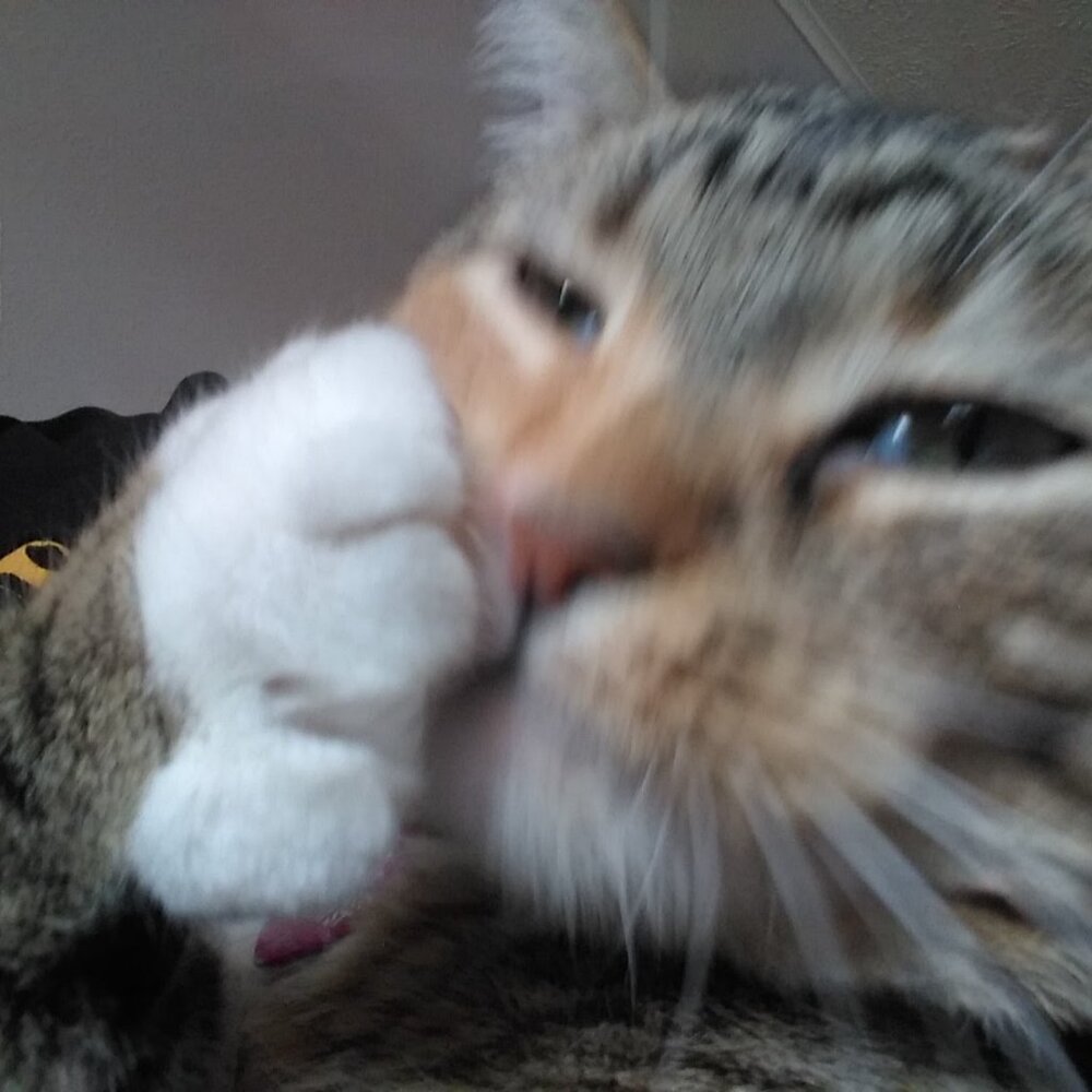 Meet your Posher, Ivy